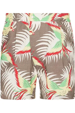 BODE Sun Conure Boxers in